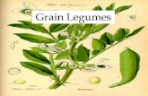 Legumes harvested for dry seed. Warm season legumes. Cool ... · Kidney beans have been domesticated in those regions for over 7,000 years. Tepary beans (P. acutifolius) were grown