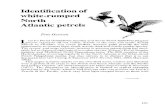 Identification of white-rumped North Atlantic petrelsbritishbirds.co.uk/wp-content/uploads/article_files/V76/... · 2019. 11. 23. · Identification of white-rumped North Atlantic