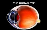 THE HUMAN EYE - ANATOManatom.ua/wp-content/uploads/EYE- · 2017. 3. 14. · Human Eye •A human eyeball is like a simple camera! –Sclera: outer walls, hard, like a light-tight