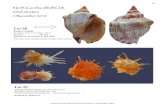 Lot 29 - NC SHELL CLUB catalog lots 28 to 39 11-19.pdfLot 29 Atlantic Thorny Oyster (Set of 4 Specimens) Spondylus americanus Hermann, 1781 Florida (individual data slips) 60 – 129