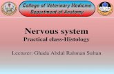 Histology of Nervous Tissue Nervous system ppt #2...Nervous system •2 body systems control all the functions of the body-•1. Nervous system- which works very rapidly •2. Endocrine