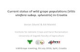 Current status of wild grape populations (Vitis vinifera subsp. … · 2016. 7. 11. · Current status of wild grape populations (Vitis vinifera subsp. sylvestris) in Croatia Goran