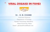 VIRAL DISEASES IN FISHES...Dr . G. B. CHAND Associate Professor Department of Zoology Aquatic Toxicology laboratory Patna University, Patna Email : gbchand@rediffmail.com * VIRAL DISEASES