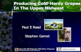 Producing Cold-Hardy Grapes In The Upper Midwest Cold...University Of Nebraska Viticulture Program http.//agronomy.unl.edu/viticulture Producing Cold-Hardy Grapes In The Upper Midwest