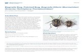 Bagrada Bug, Painted Bug, Bagrada Hilaris (Burmeister) (Insecta: … · 2018. 4. 10. · EENY596 Bagrada Bug, Painted Bug, Bagrada Hilaris (Burmeister) (Insecta: Hemiptera: Pentatomidae)1
