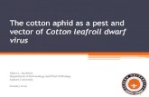 The cotton aphid as a pest and vector of Cotton leafroll dwarf virus · 2019. 3. 13. · Cotton leafroll dwarf [–like] virus • Family: Luteovirus, Genus: Polerovirus • New report