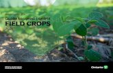 Publication 75A: Guide to Weed Control, Field Crops 2021 · 2021. 2. 12. · Weed Control.....98. 6. BEANS (ADZUKI, DRY COMMON, LIMA & SNAP) TABLE 6–1. Herbicide Weed Control Ratings