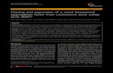 RESEARCH ARTICLE Open Access Cloning and expression of a ... · Milan Kojic*, Branko Jovcic, Ivana Strahinic, Jelena Begovic, Jelena Lozo, Katarina Veljovic and Ljubisa Topisirovic