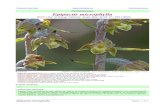 Orchidaceae Epipactis microphylla - Asociación Botánica y ......y Phillyrea latifolia con Genista cinerea, Lavandula latifolia y Thymus orospedanus, 30SVG 36, 1040 m, en bosque de