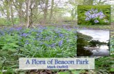 The Flora of Beacon Park - Lichfield Historic Parkslichfieldhistoricparks.co.uk/.../2013/10/The-Flora-of-Beacon-Park-201… · the balustrade on the Bird Street/Beacon Street side