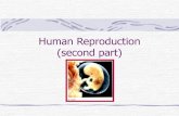 Human Reproduction (second part) · 2016. 8. 22. · Human Reproduction (second part) Battle of the sexes!!! Are males and females all that different? Well….. Yes And No! Anatomy