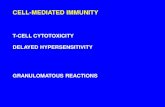 CELL-MEDIATED IMMUNITYcell-mediated immunity t-cell cytotoxicity delayed hypersensitivity granulomatous reactions. primary reaction secondary reaction tertiary reaction antibody mediated