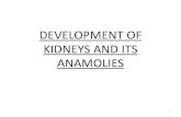 DEVELOPMENT OF KIDNEYS AND ITS ANAMOLIES4. undescended testis (4%), 5. bicornuate or septate uterus (7%). 6. Horseshoe kidney is also frequently found in association with other congenital