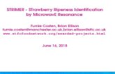 STRIMER - STrawberry Ripeness Identification by MicrowavE ...fumie/tmp/Eagrislide.pdf · STRIMER - STrawberry Ripeness Identiﬁcation by MicrowavE Resonance Fumie Costen, Brian Ellison