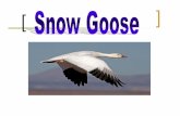 The Snow Goose - Sir Wilfrid Laurier School Board1. The Snow Goose is a herbivore. 2. The male and the female look alike, but the male is larger. 3. The Snow Goose is also known as