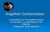 Angelfish Conformation...your angelfish over time. Select for angelfish that show High fecundity - They should lay big spawns that have a high hatch-out rate. Good parenting skills.