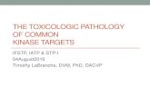 THE TOXICOLOGIC PATHOLOGY OF COMMON KINASE ...ifstp.net/yahoo_site_admin/assets/docs/Tox_Path_of...Kinase Inhibitors: A Story of Tepid Success Kinase inhibitors have been developed