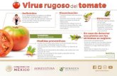 Virus rugosodel tomate...color amarillo. Deﬁnición: Es un tobamovirus que ataca los cultivos hortícolas y ornamentales en todo el mundo. Es capaz de permanecer infectivo en las
