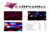 CellProfiler cell image analysis softwared1zymp9ayga15t.cloudfront.net/content/Documentation/cp2... · 2016. 2. 4. · CellProfiler cell image analysis software Created by Anne E.