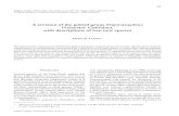 A revision of the gobiid genus Stigmatogobius (Teleostei: Gobiidae), with descriptions ... · 2020. 1. 4. · Stigmatogobius, Koumans (1941, 1953) included species of Redigobius,