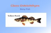 Fish Anatomy I: External Anatomy - Mayfield City Schools lecture 1... · 2014. 11. 3. · •Freshwater (fish are hyperosmotic regulators) –Low salt –so water tends to enter the