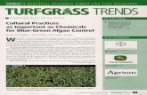 s PRACTICAL RESEARCH DIGEST FOR TURF MANAGERS …on bentgrass putting greens all too often. Excessive organic matter and moisture in the upper layers of the root zone accompanied with