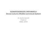 SOMATOSENSORY PATHWAYS-I Dorsal Column Medial ......Dr. Ayisha Qureshi Professor MBBS, MPhil Learning Objectives By the end of the lecture, the student should be able to: 1. Name the