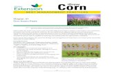 Corn Insect Pests - South Dakota State University · 2019. 9. 4. · aphid, corn leaf aphid, fall armyworm, true armyworm and common stalk borer. Although these pests are considered