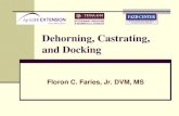 Dehorning, Castrating, and Dockingaevm.tamu.edu/files/2011/03/Dehorning_Castrating_and... · 2015. 8. 27. · Describe dehorning techniques for calves Describe castrating techniques