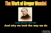 Gregor Mendel, 1822-1884 And why we look the way we dobiologywithmsmitchell.weebly.com/uploads/1/2/8/8/...Gregor Mendel was a priest in what is now the Czech Republic. He was a high