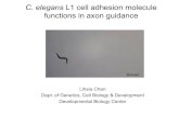 C. elegans L1 cell adhesion molecule functions in axon ...mcloonlab.neuroscience.umn.edu/4100/Lectures/N4100...C. elegans L1 cell adhesion molecule functions in axon guidance Lihsia