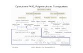 Cytochrom P450, Polymorphism, Transporters · 2017. 1. 12. · 10th lecture Modern Methods in Drug Discovery WS13/14 1 Cytochrom P450 ... 10th lecture Modern Methods in Drug Discovery