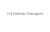 7.4 Cellular Transport · 2019. 8. 7. · Lesson Overview Cell Transport Passive Transport Every living cell exists in a liquid environment. One of the most important functions of
