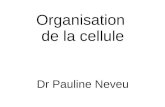 Organisation de la cellule - Freedrpneveu.free.fr/biologie/DrPaulineNeveuBiologie005_000_Cellule_DI… · 1. Notion de cellule-structure procaryote-structure eucaryote cytoplasme