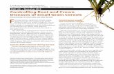 Controlling Root and Crown Diseases of Small Grain Cereals · A Pacific Northwest Extension Publication Oregon State University • University of Idaho • Washington State University