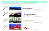 Seek and Find: GO FISH (Pre-K -2) - South Carolina Aquariumscaquarium.org/.../PreK-2-Seek-and-Find-Scavenger-Hunt.pdfSeek and Find: GO FISH (Pre-K -2) Check the magnifying glass as