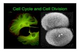 Cell Cycle and Cell Division 181/Adobe...Cell Division in Eukaryotes: Mitosis • Mitosis is the mechanism by which somatic eukaryotic cells produce identical daughter cells • Mitosis