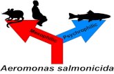 Aeromonas salmonicida - Université Laval · 2020. 3. 14. · 2 21 Abstract 22 The bacterium Aeromonas salmonicida is known since long time as a major fish pathogen unable 23 to grow