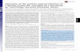 Chemistry at the protein–mineral interface in L-ferritin assists the … · 2017. 2. 14. · Chemistry at the protein–mineral interface in L-ferritin assists the assembly of a