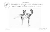 Native Orchid Society South Australia Inc · 2019. 10. 17. · NATIVE ORCHID SOCIETY OF SOUTH AUSTRALIA PO BOX 565 UNLEY SA 5061 . The Native Orchid Society of South Australia promotes