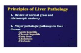 Lecture 1 - Basic Princ Liver Path-JHL LivLef1.2009 · 2010. 3. 19. · Liver Function Tests ... Microsoft PowerPoint - Lecture 1 - Basic Princ Liver Path-JHL LivLef1.2009 [Compatibility