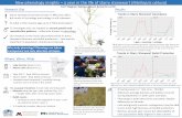 New phenology insights a year in the life of starry ...€¦ · Starry stonewort has been known in MN since 2015, but much of its biology and ecology is still unknown. So what is