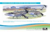 ent Waders and Brent Goose Strategy · 2020. 5. 19. · (CHC), Tim Sykes (EA), Pauline Holmes, Catherine Rankin-Moore and Clive Chatters (HIWWT). Maps and GIS layers produced by Footprint