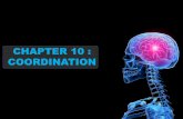 CHAPTER 10 : COORDINATION...CHAPTER 10 : COORDINATION OVERVIEW TOPIC COORDINATION COORDINATION 10.1 Nervous system 10.2 Mechanism of muscle contraction 10.3 Hormones in mammals 10.4