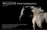 Howdy folks, and - Journal of Wildlife Photography · 2020. 12. 17. · Howdy folks, and welcome to the Fall 2019 edition of the Journal of Wildlife Photography! I don’t know how