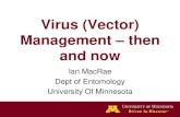 Virus (Vector) Management – then and now · 2013. 2. 22. · Management – then and now Ian MacRae Dept of Entomology . University Of Minnesota . Virus disease of potato • Potato