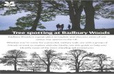 Tree spotting at Badbury Woods - Fastly...Tree spotting at Badbury Woods Badbury Woods is a great place to explore and discover some of our native tree species in the UK. Whether you’ve