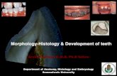 Morphology-Histology & Development of teeth...Tooth development can be divided into 3 phases: 1) Initiation — the sites of the future teeth are established, with the appearance of
