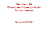 Blood and Hemopoiesis. Bone marrow....S. Konturek i T. Brzozowski „Fizjologia człowieka”, 2003 A. Stevens „ Histologia”, 2000 •are anucleate •round, biconcave cells (120