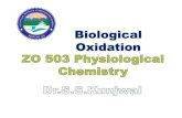 Biological Oxidation - UOU · 2020. 6. 6. · Oxidative Phosphorylation The flow of electrons from NADH* to oxygen (oxidation) results in ATP synthesis by phosphorylation of ADP by